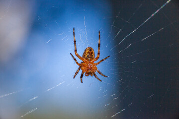 Cross orb weaver spider