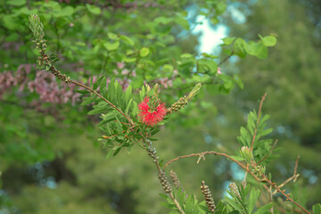 Red bottlebrush flower (Callistemon citrinus)