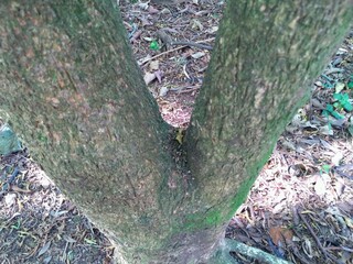 a tree trunk