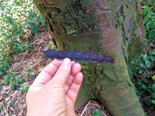hand holding pod with tree seeds in the park