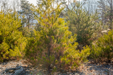 Beautiful evergreen tree in the midday sun