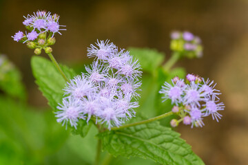 Floss flower (Ageratum houstonianumin) in full bloom in Japan