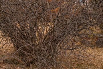 Large leafless barren thorny bush