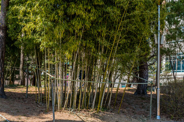 Fototapeta premium Grove of bamboo plants