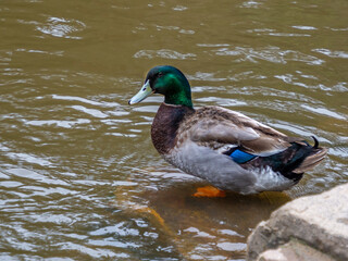 Mallard
