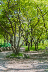 Tree inside circle of boulders