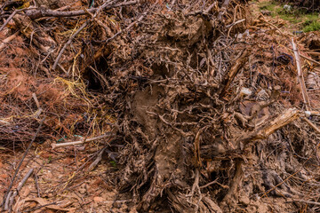 Closeup of broken tree root