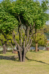 Fototapeta na wymiar Tree with lush green leaves