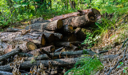 Naklejka na ściany i meble Logs stacked in a pile in wilderness