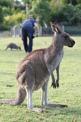 Australian kangaroo standing on hind legs at zoo 
