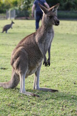 Naklejka na ściany i meble Eastern grey kangaroo standing on hind legs at zoo 