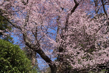 公園の桜