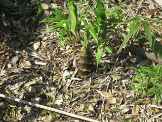 竹やぶのタケノコ