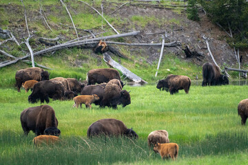 Bison and baby calves grazing in a meadow in Yellowstone National Park