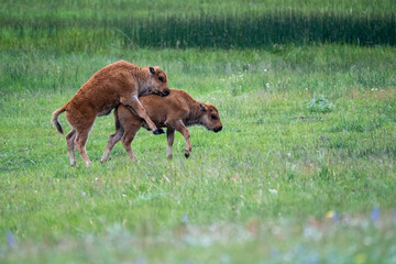 Naklejka na ściany i meble Bison baby calves playing and jumping in a meadow in Yellowstone National Park