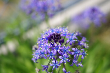 シラー・ペルビアナ