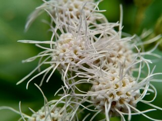 Macro shot Chromolaena odorata (minjangan, Siam weed, Christmas bush, devil weed, floss flower, triffid) flower. Weeds green in the nature background. Soil fertility destroyer plants.