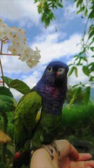 blue headed parrot with flowers and blue sky
