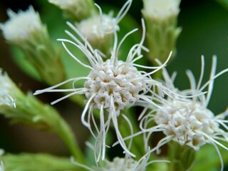 Macro shot Chromolaena odorata (minjangan, Siam weed, Christmas bush, devil weed, floss flower,...