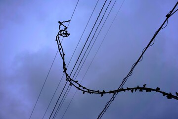 空に向かって伸びる蔦