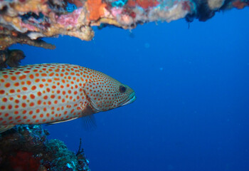 Fototapeta premium Grouper watching the blue