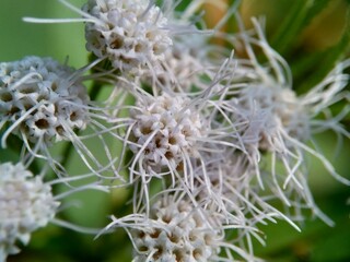 Macro shot Chromolaena odorata (minjangan, Siam weed, Christmas bush, devil weed, floss flower, triffid) flower. Weeds green in the nature background. Soil fertility destroyer plants.