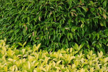 Beautiful green leaves of banyan wall with yellow leaf floor