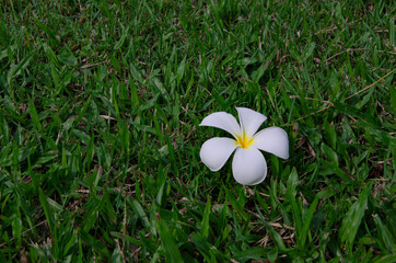 Fallen white flower of plumeria flower in green grass