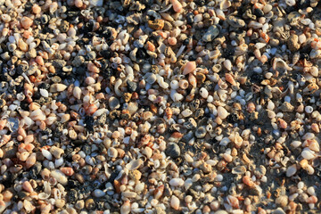 Shells close up sea coast red sand elafonisi beach crete greece covid-19 holidays high quality...