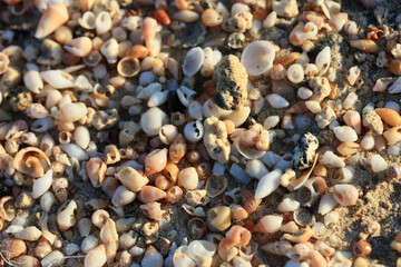 Shells close up sea coast red sand elafonisi beach crete greece covid-19 holidays high quality...