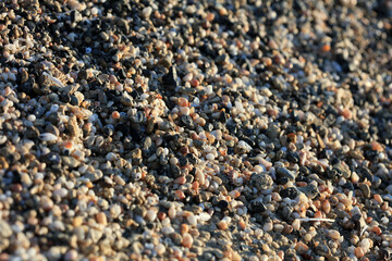 Shells close up sea coast red sand elafonisi beach crete greece covid-19 holidays high quality...