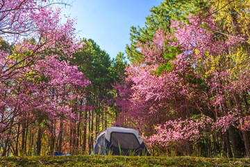 Traveling mountain camping tent in Chiang Mai, Thailand.