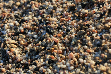 Shells close up sea coast red sand elafonisi beach crete greece covid-19 holidays high quality...