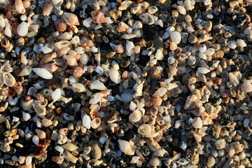 Shells close up sea coast red sand elafonisi beach crete greece covid-19 holidays high quality...