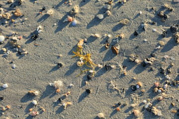 Shells close up sea coast red sand elafonisi beach crete greece covid-19 holidays high quality...