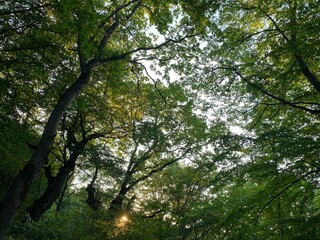trees in the forest
