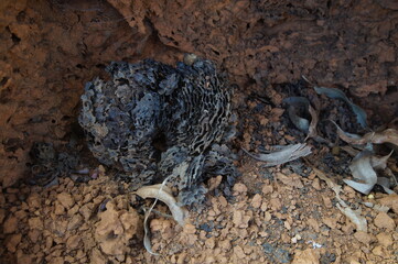 
cupnzer with a wasp box