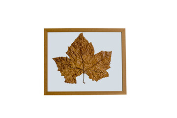 Maple leave in wooden frame