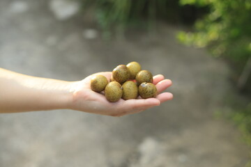 hand holding a Longan