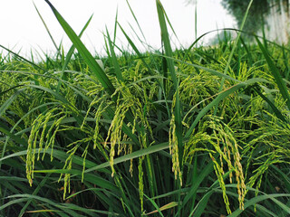 Growth of rice crop