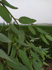 Close look of a tree's branch