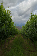 Rural scenery. Agriculture. View of the vineyard and grapevine plantation row at sunset. 