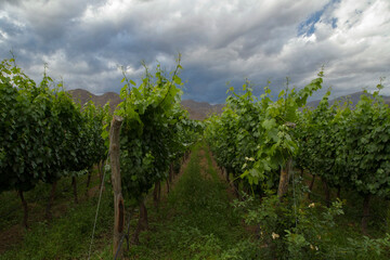 Obraz premium Rural scenic. Agriculture. View of the vineyard and grapevines cultivation rows in the mountains at sunset. 