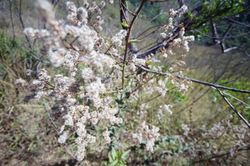featured flower