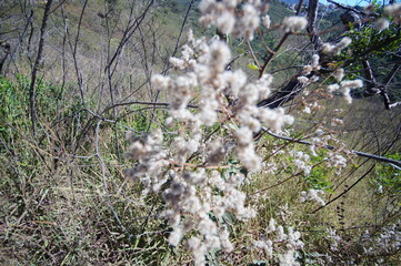 featured flower