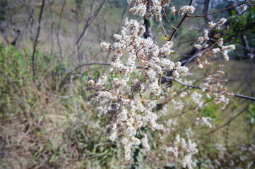 featured flower