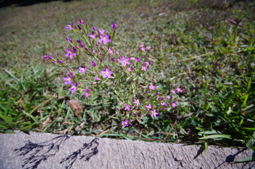 spring flowers on the ground