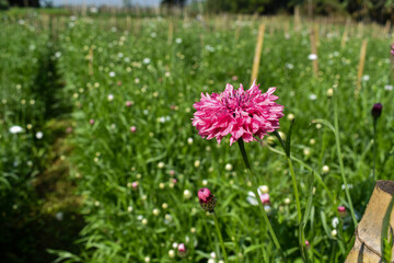 Obraz premium pink flower in the grass