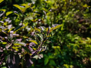 Ocimum tenuiflorum commonly known as holy basil or tulsi,  It is native to the Indian subcontinent and widespread as a cultivated plant throughout the Southeast Asian tropics.