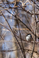 Side profile of a Black Capped Chickadee perched among small branches in sunlight with blurred background